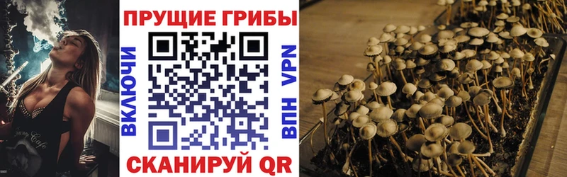 Галлюциногенные грибы Psilocybe  Знаменск 